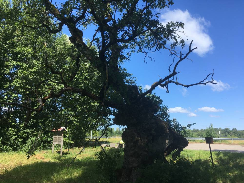 Palivere hiiekünnapuu Palivere hiiekünnapuu