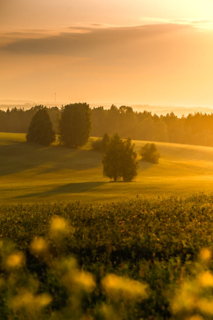 Tranquil rural landscape with misty fields and trees at dawn under a warm sky.