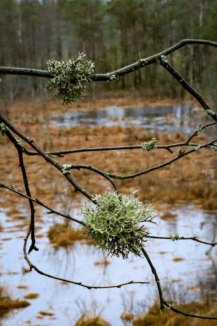 Close-up of moss-laden branches hanging over a quiet wetland area, capturing nature's tranquility.