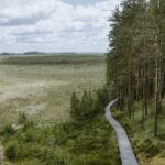 Scenic view of a wooden pathway through lush marshlands in Alytus County, Lithuania during summer.