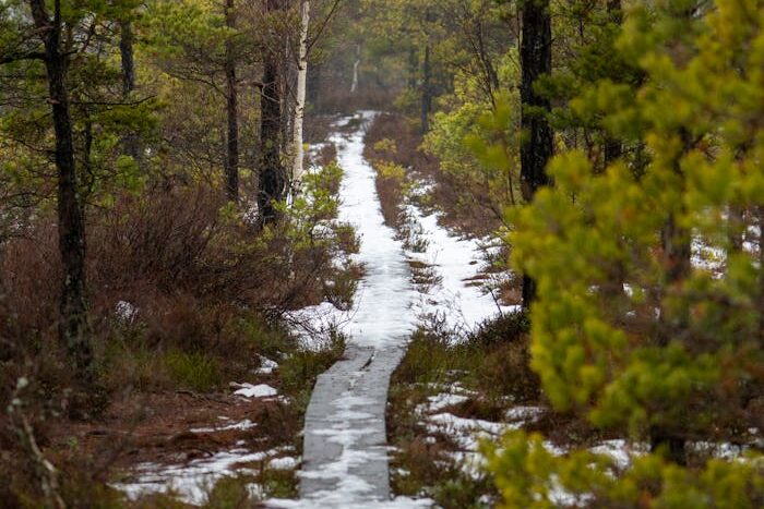 A narrow icy path winds through a peaceful, snow-kissed forest, creating a tranquil winter scene.