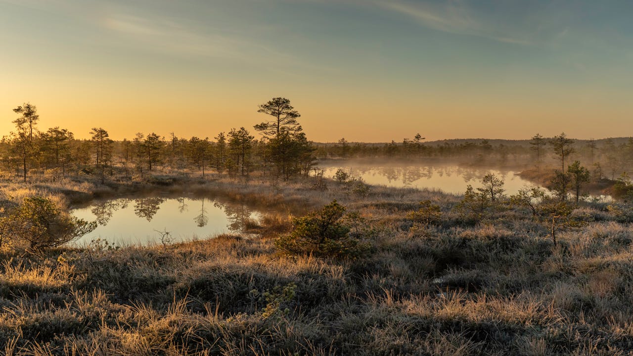 Golden sunrise over a misty bog with reflections and frosted plants.